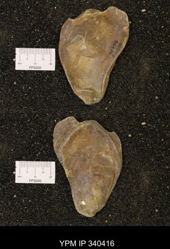 Ostrea glabra