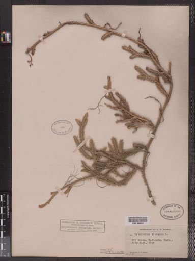 Lycopodium clavatum
