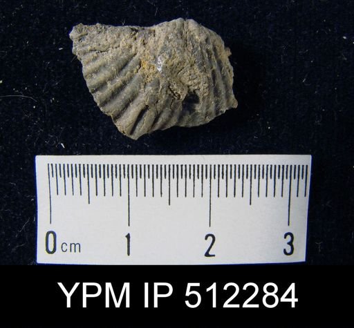 Spirifer increbescens?