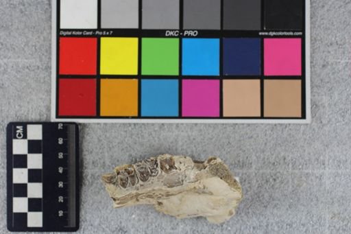Merycoidodon culbertsoni