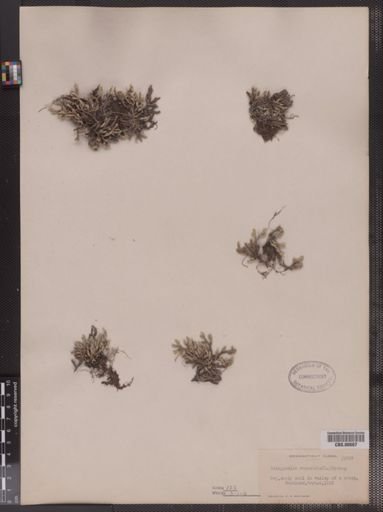 Selaginella rupestris