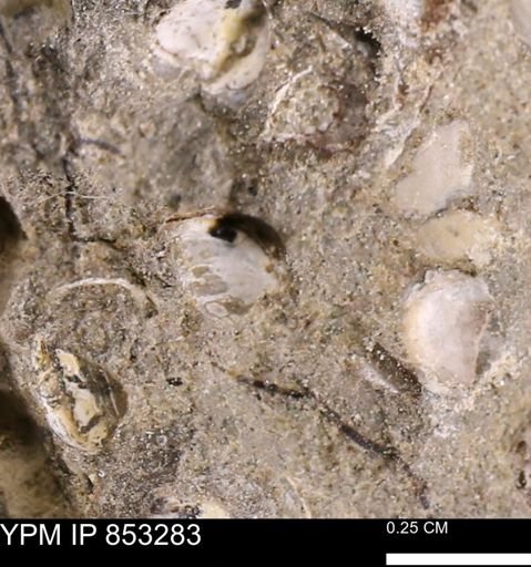Protocardia?
