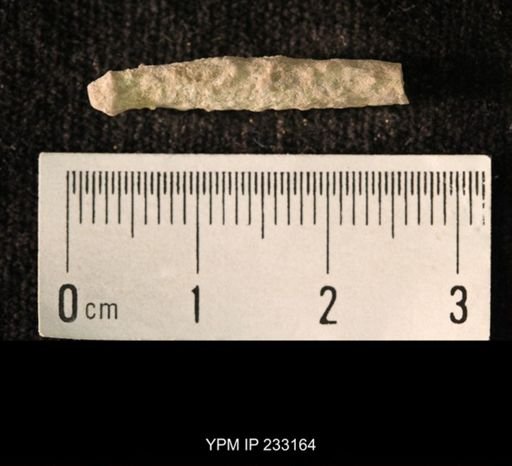 Archaeocidaris sp.