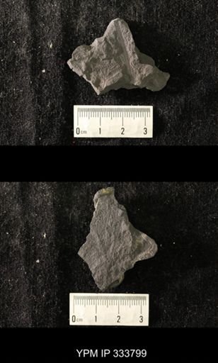 undet. Graptolithina