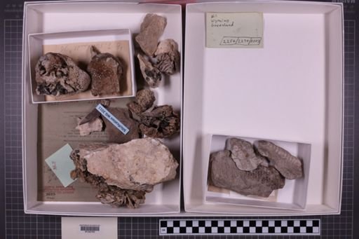 mixed taxa, stratigraphic collection