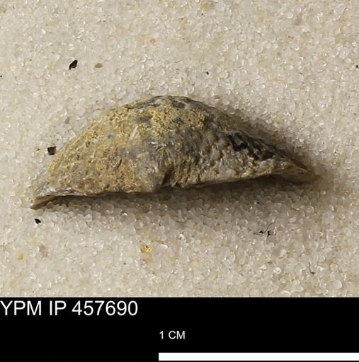 Helaspis sp.