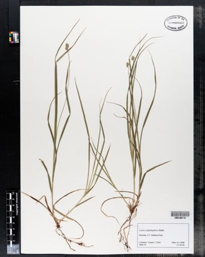Carex cephalophora