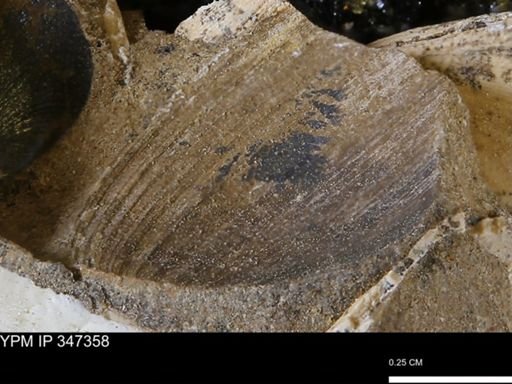 undet. Bivalvia