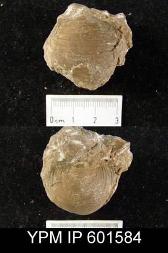Productus lyelli