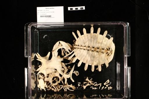 Apalone spinifera