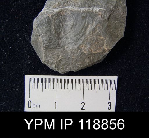 Leptaena rhomboidalis