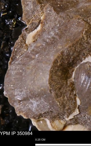 undet. Bivalvia
