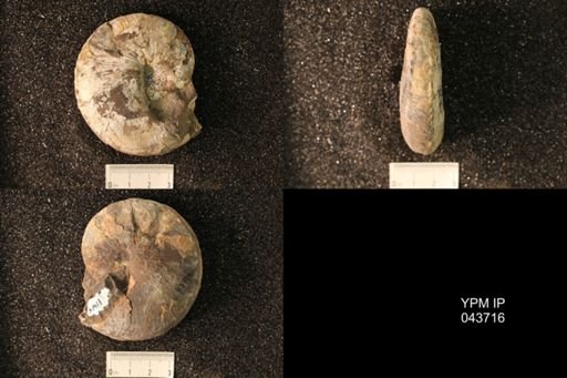 Hoploscaphites nicolletii
