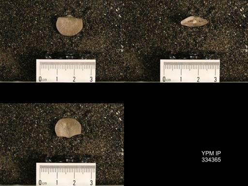 Plectorthis fissicosta