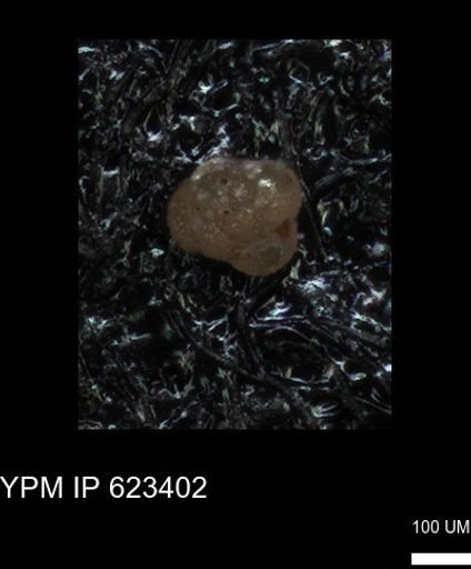 undet. Foraminiferida