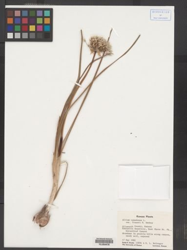 Allium canadense