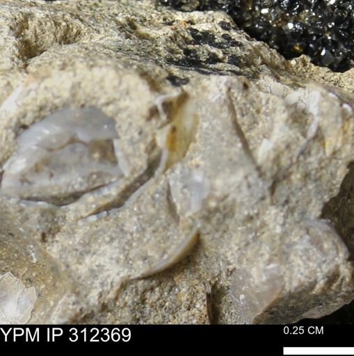 undet. Bivalvia