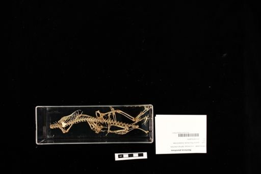 Basiliscus plumifrons