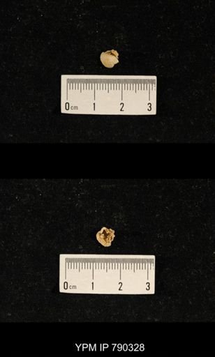 undet. Brachiopoda
