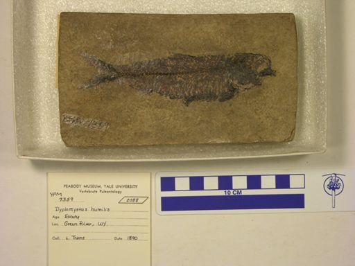 Diplomystus humilis