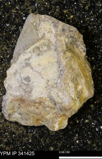 Scaphites sp.