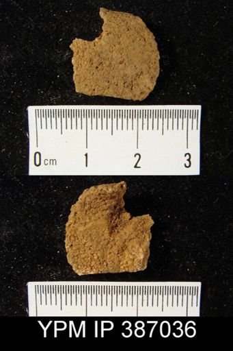 Dalmanella eminens