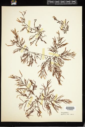 Sargassum