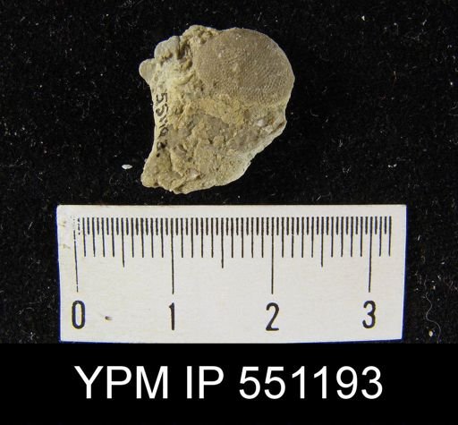 Dictyonella reticulata