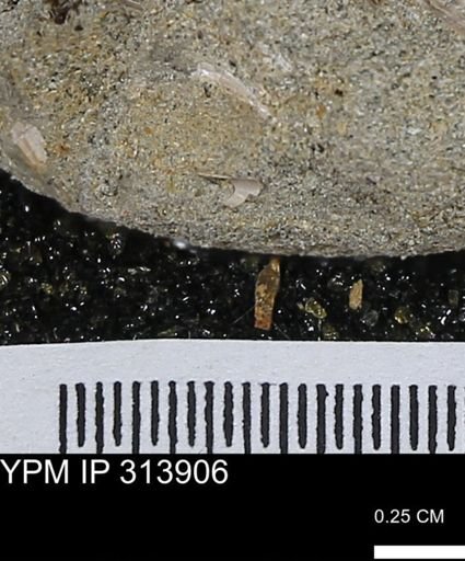undet. Scaphopoda