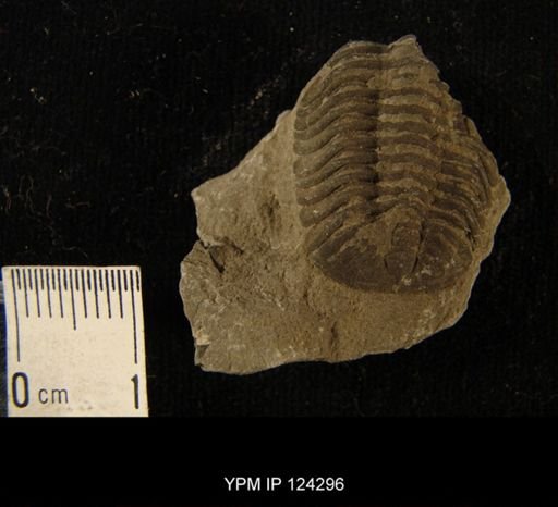 Phacops rana