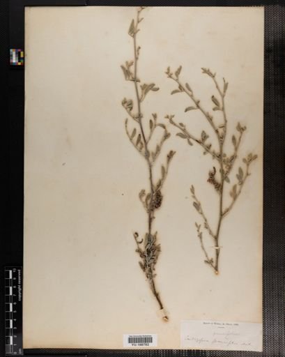 Plantae