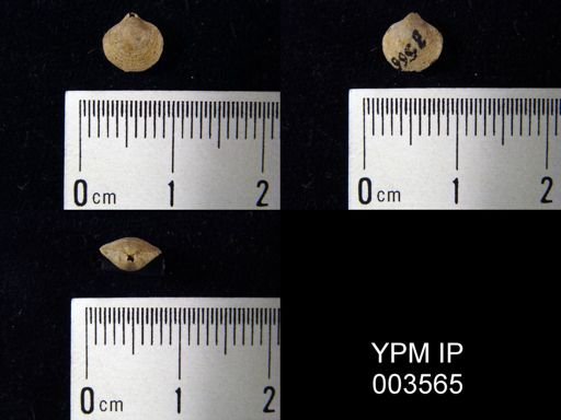 Athyris royssii