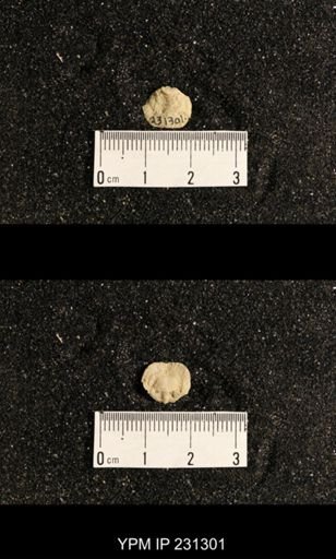 Streptorhynchus affine
