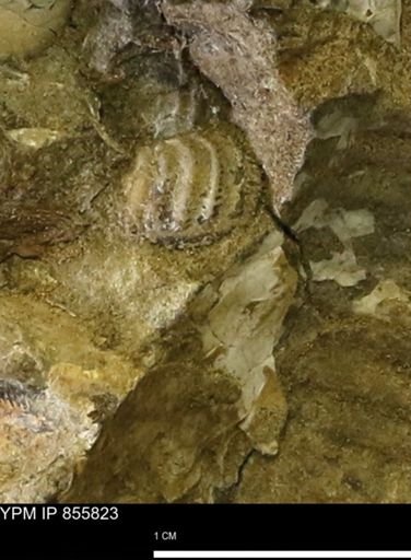 Hoploscaphites?