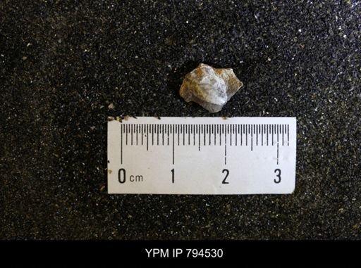 undet. Bivalvia