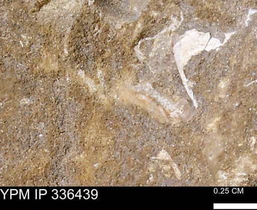 undet. Mollusca