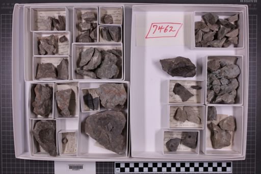 mixed taxa, stratigraphic collection