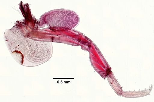 Parhyale hawaiiensis