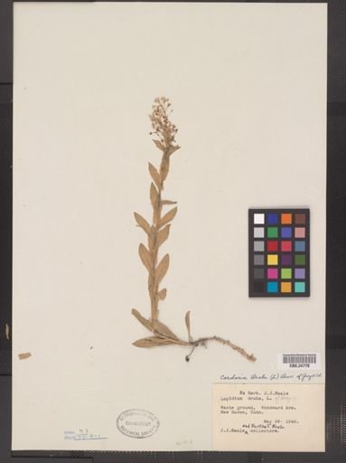 Lepidium draba