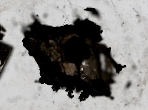 Clytia hemisphaerica