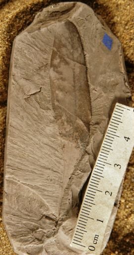 Dewalquea gronlandica