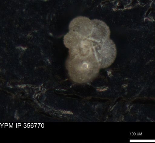undet. Foraminiferida