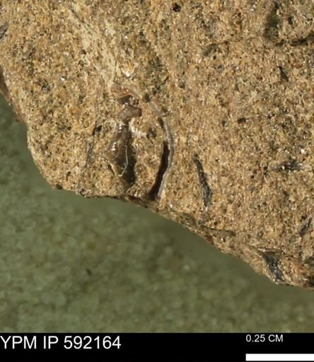 Ostrea?