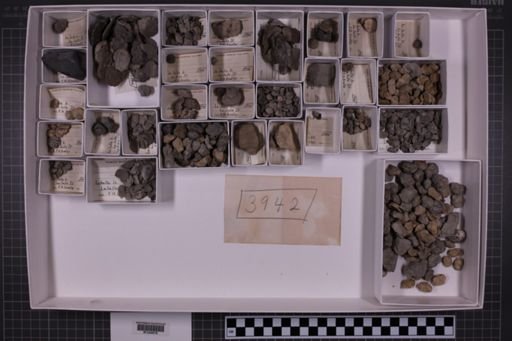 mixed taxa, stratigraphic collection