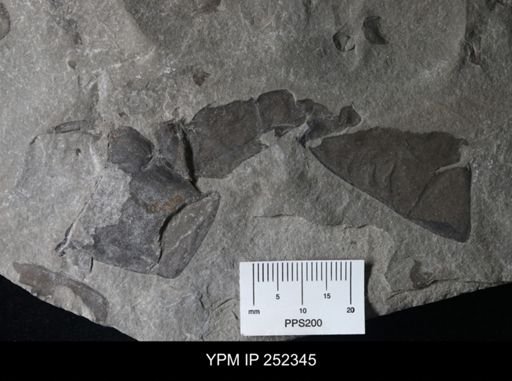 undet. Eurypterida