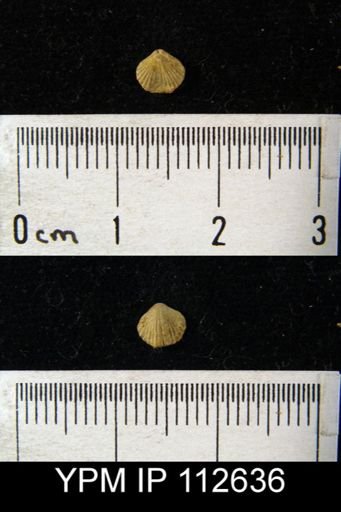 Zygospira modesta