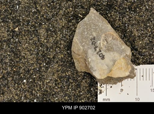 undet. Inoceramidae