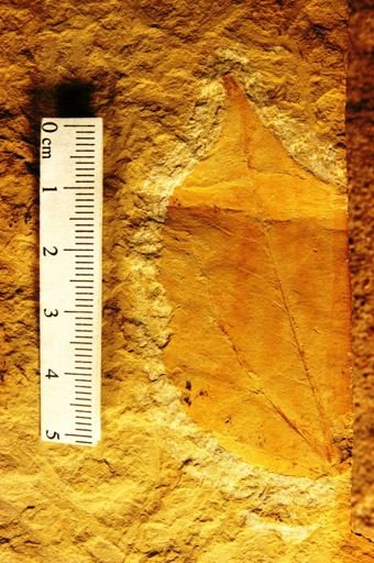 Colubrina sp.