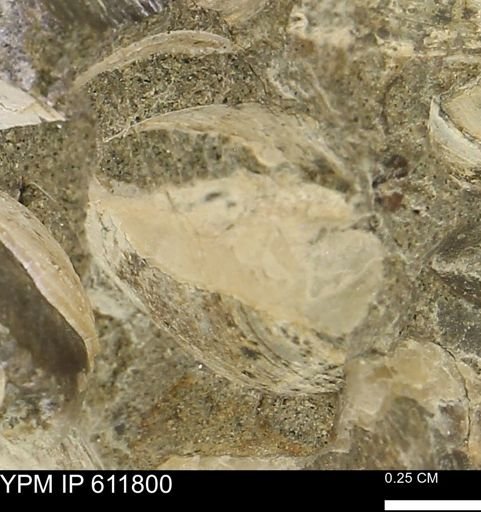 Protocardia sp.