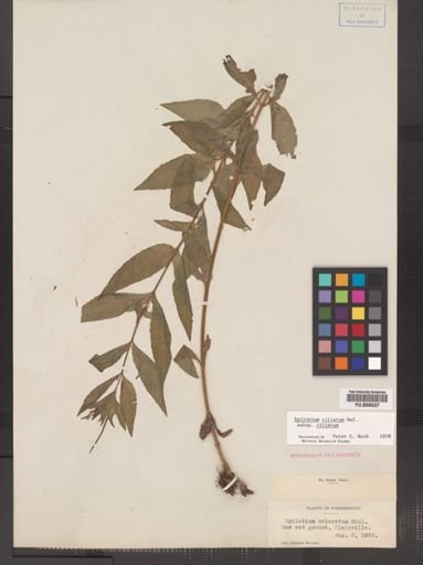 Epilobium ciliatum
